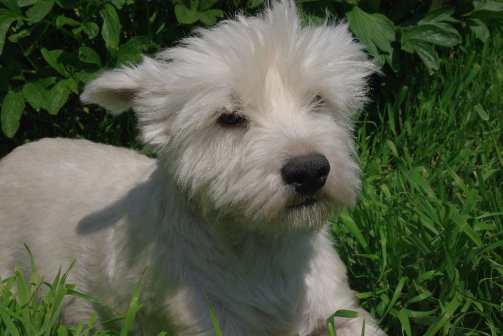 Les West Highland White Terrier de l'affixe Martine Delepouve