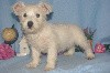  - chiot westie a reserver 003