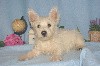  - chiot westie a reserver 002