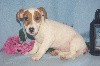  - chiot jack russel