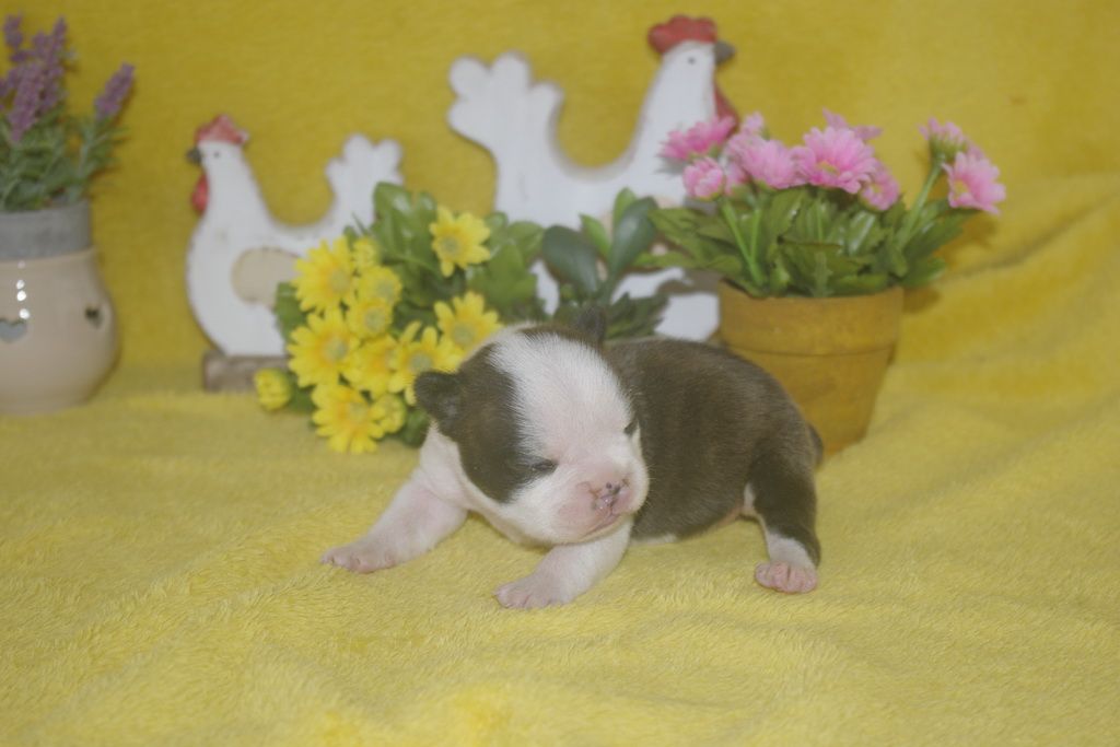 superbe chiots bouledogue français